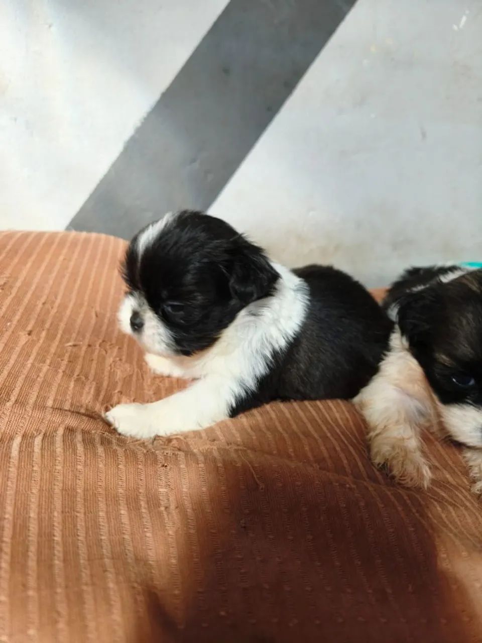 Shihtzu  femea - Foto 5