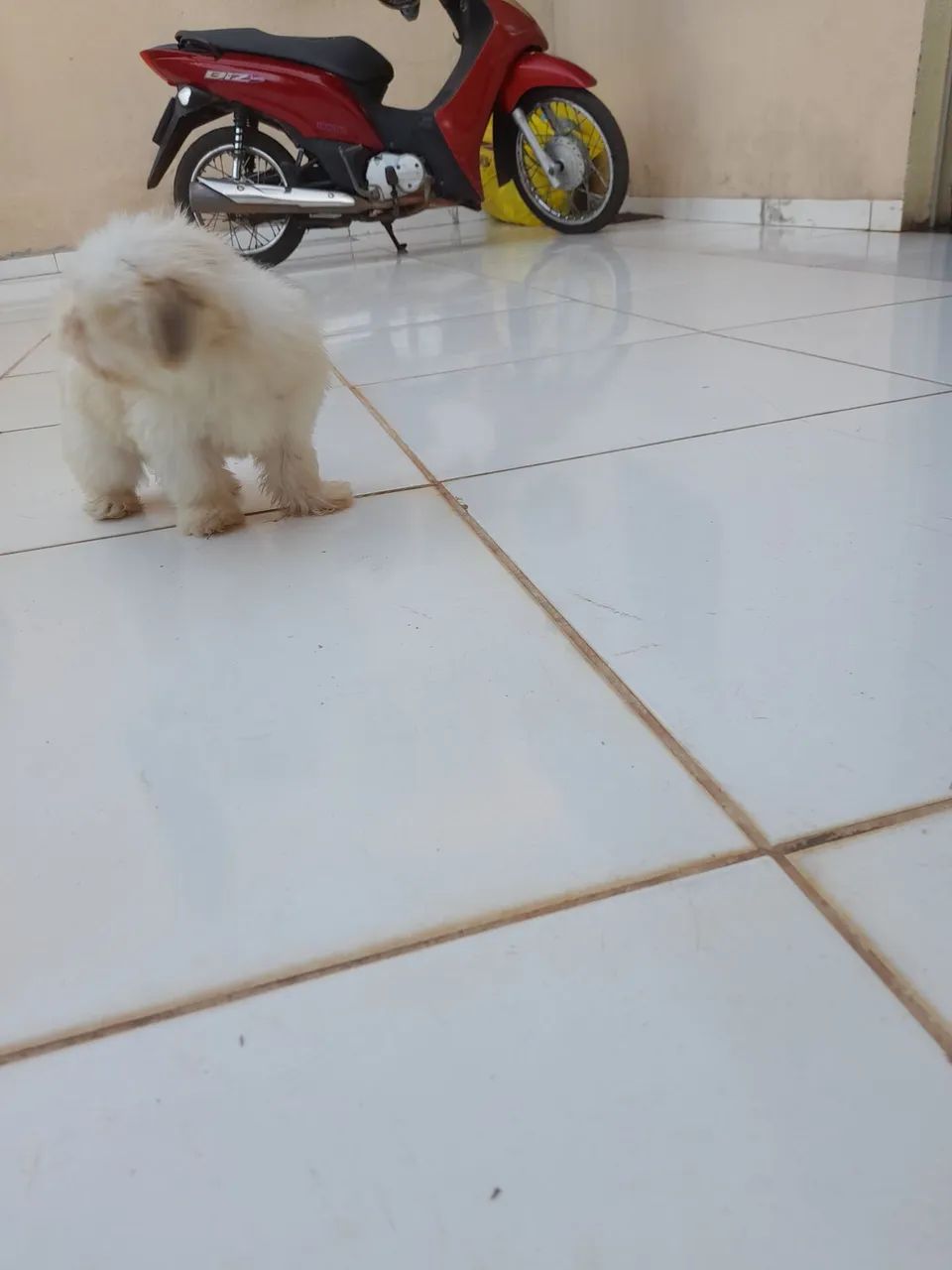 Lhasa apso - Foto 5