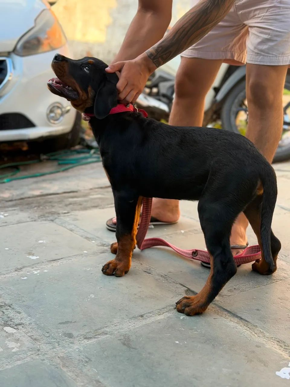 Vendo Rottweiler 