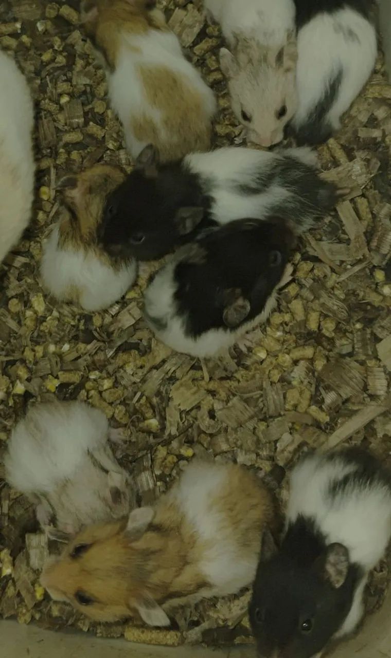 Hamster Sírio  - Foto 2