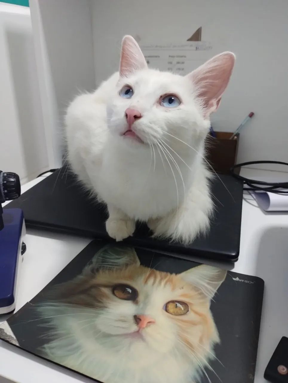 Gatinho para adoção  - Foto 4