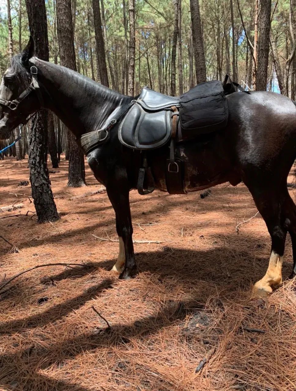 Cavalo Mangalarga Marchador Preto Registrado - Fator do Kelner - Foto 5