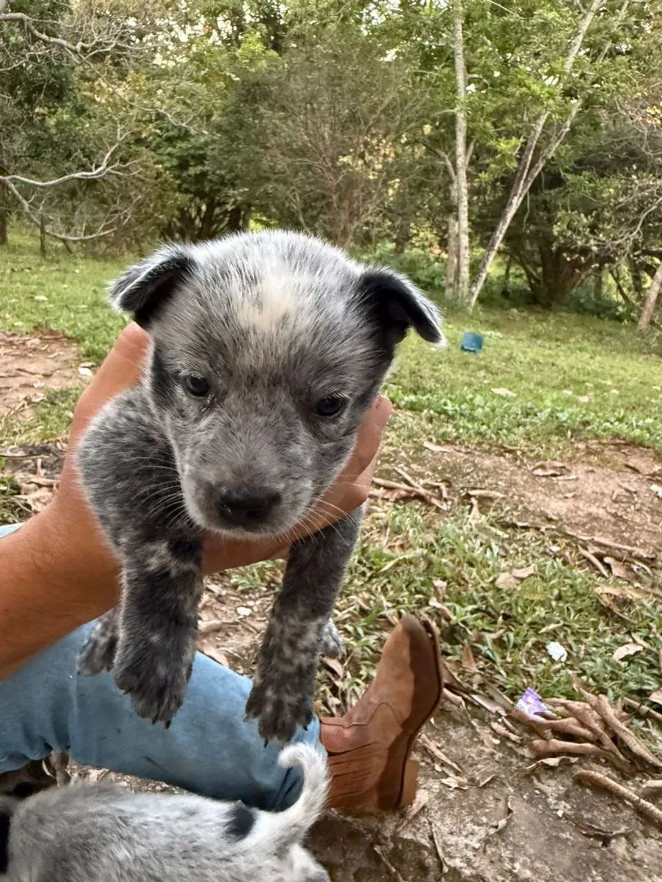 Boiadeiro Australiano, Blue/Red Heeler  - Foto 6