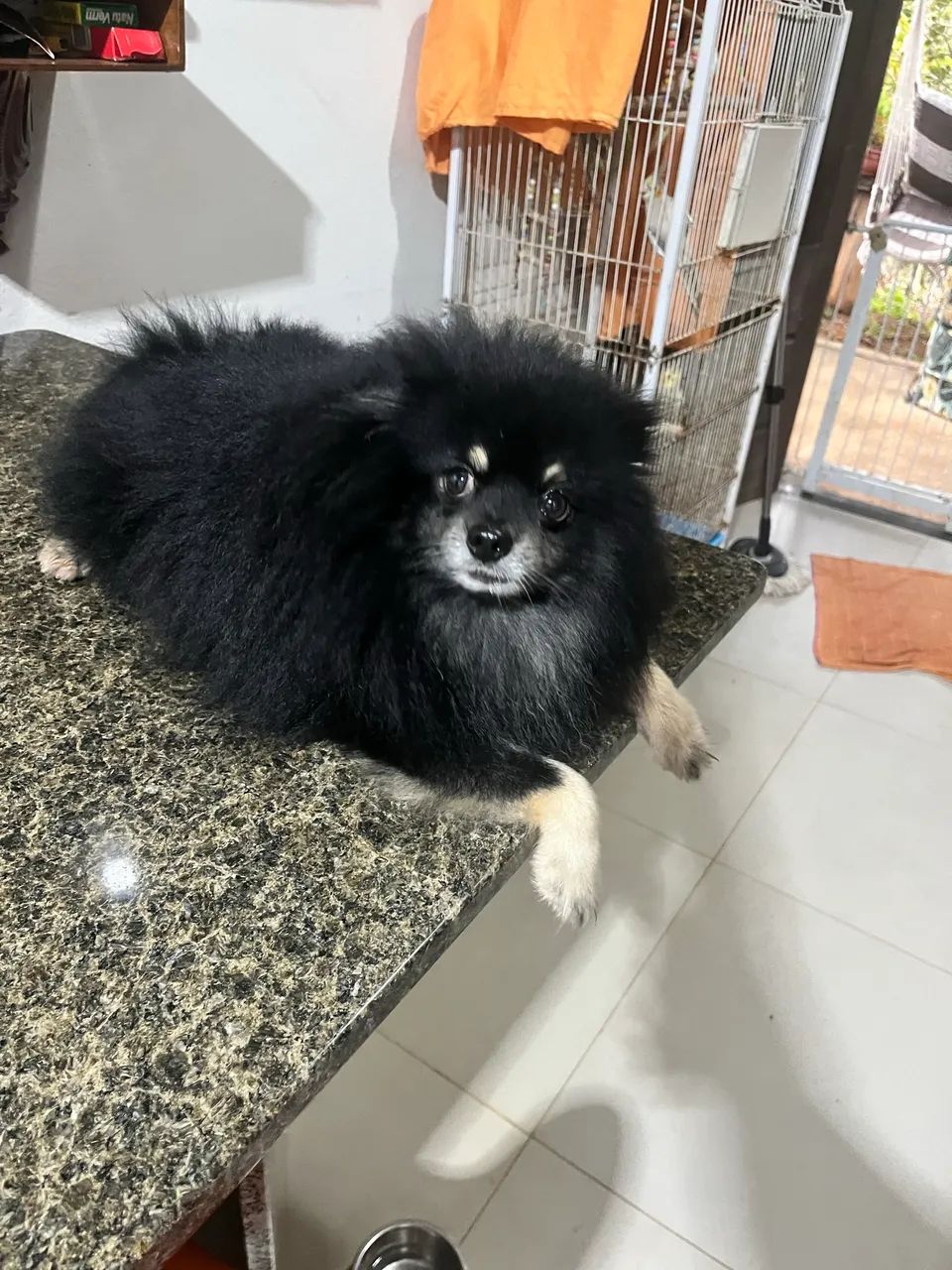 Spitz alemão macho - Foto 3