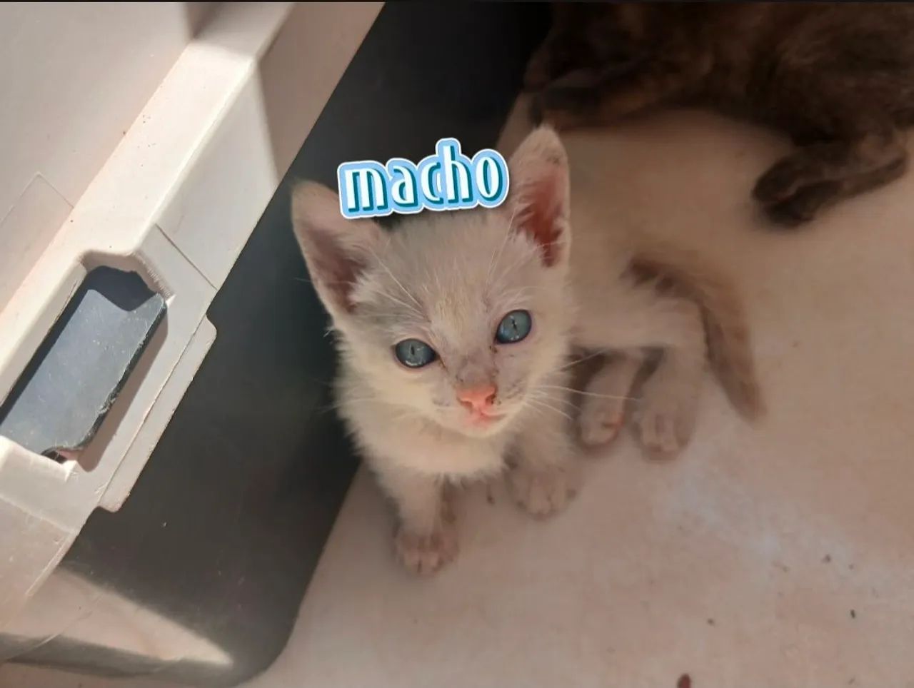 Gatos adoção  - Foto 2