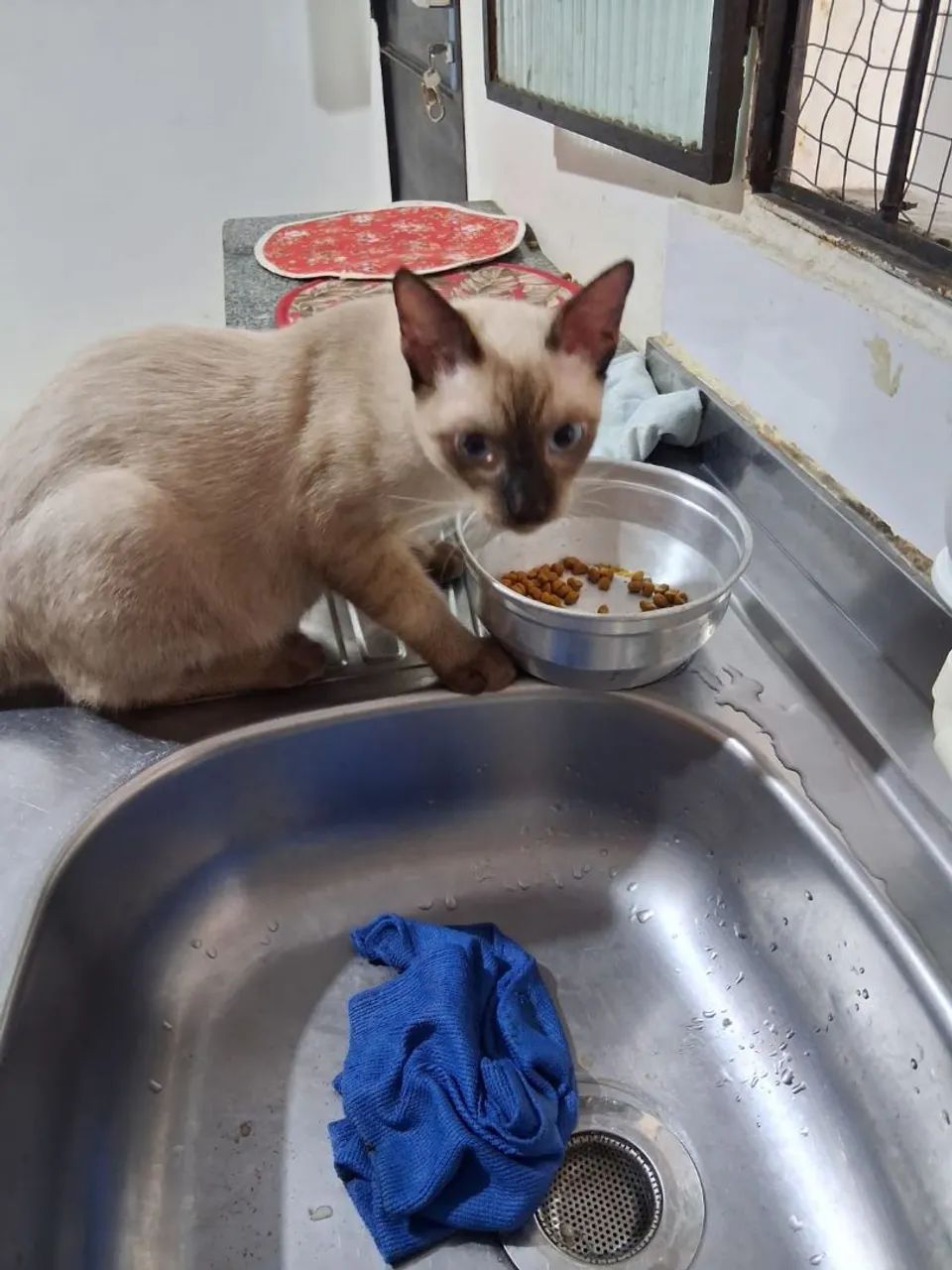 Macho 4 meses dócil  - Foto 4