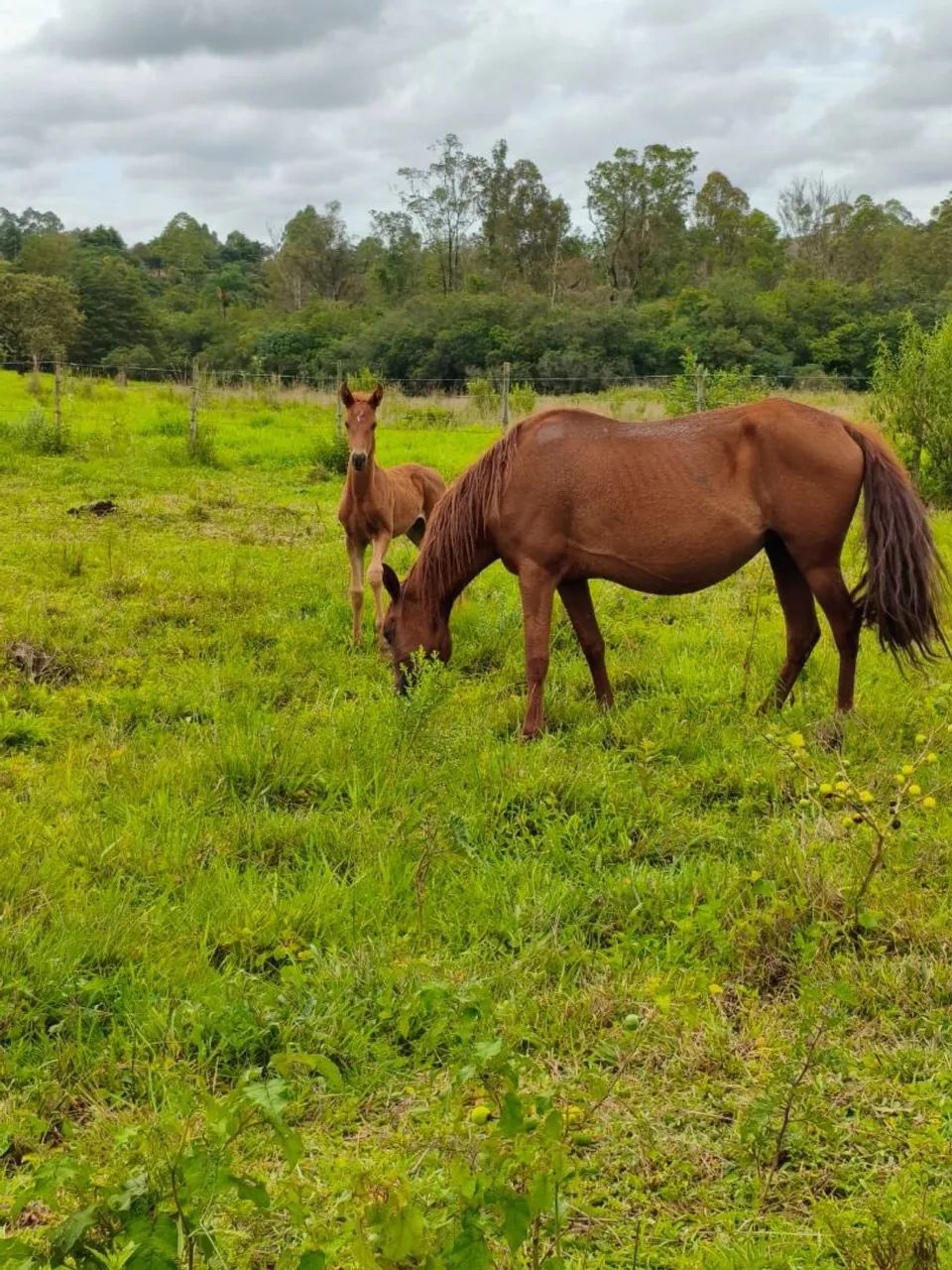 Potro Mangalarga registrado recem nacido 30x de R$266,66 no carnê