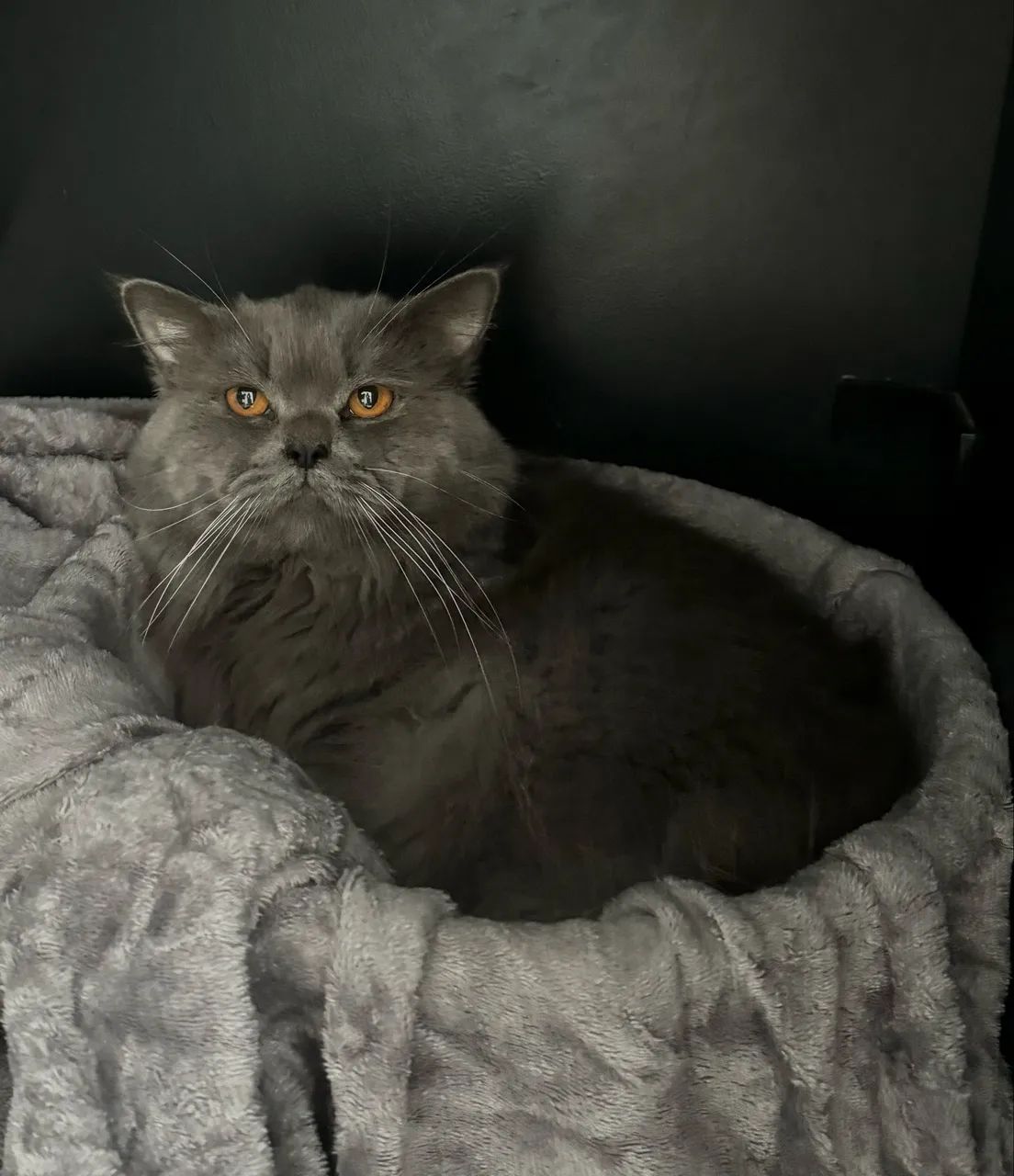 Gata British Longhair - Foto 2