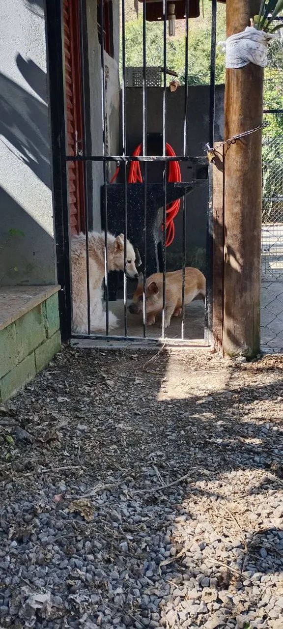 Mini porco macho