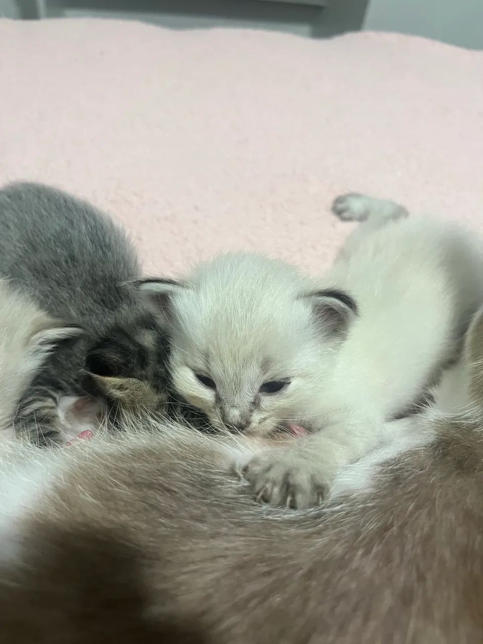 Gatinho para Adoção Responsável - Foto 3