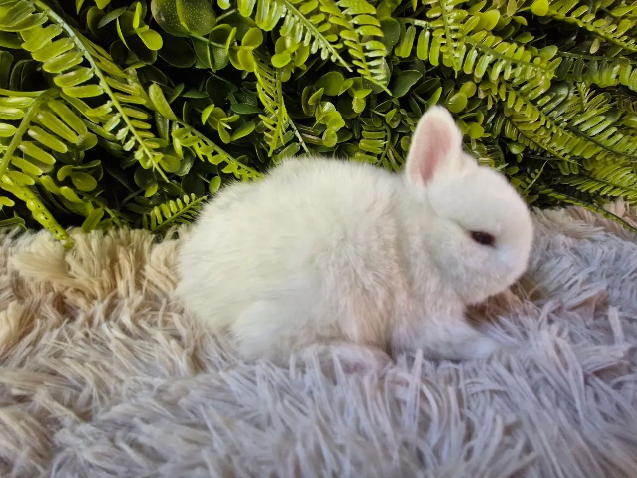 Mini coelhos  - Foto 5
