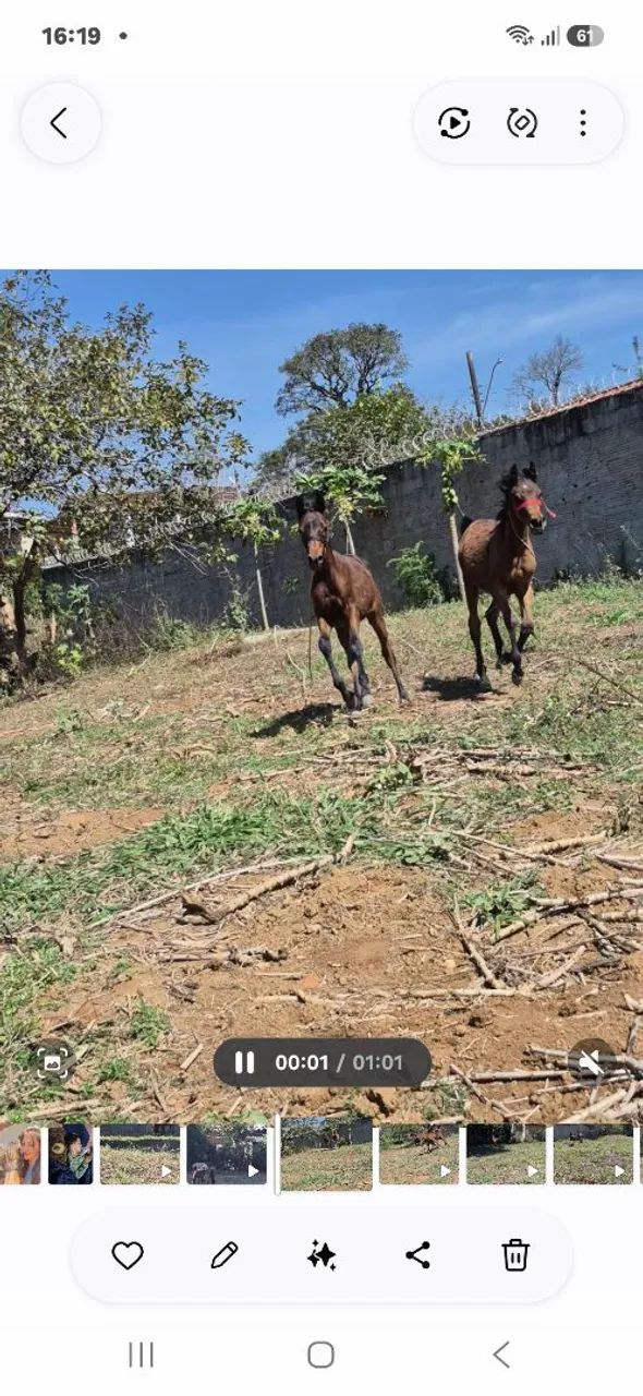 Vendo 2 potros um de 9  e um de 10 meses  - Foto 5