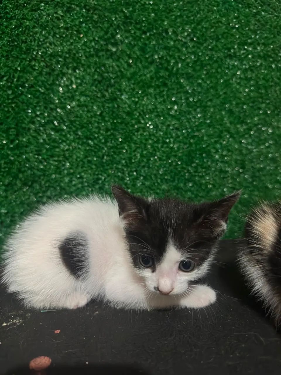 Gatos para doação  - Foto 3