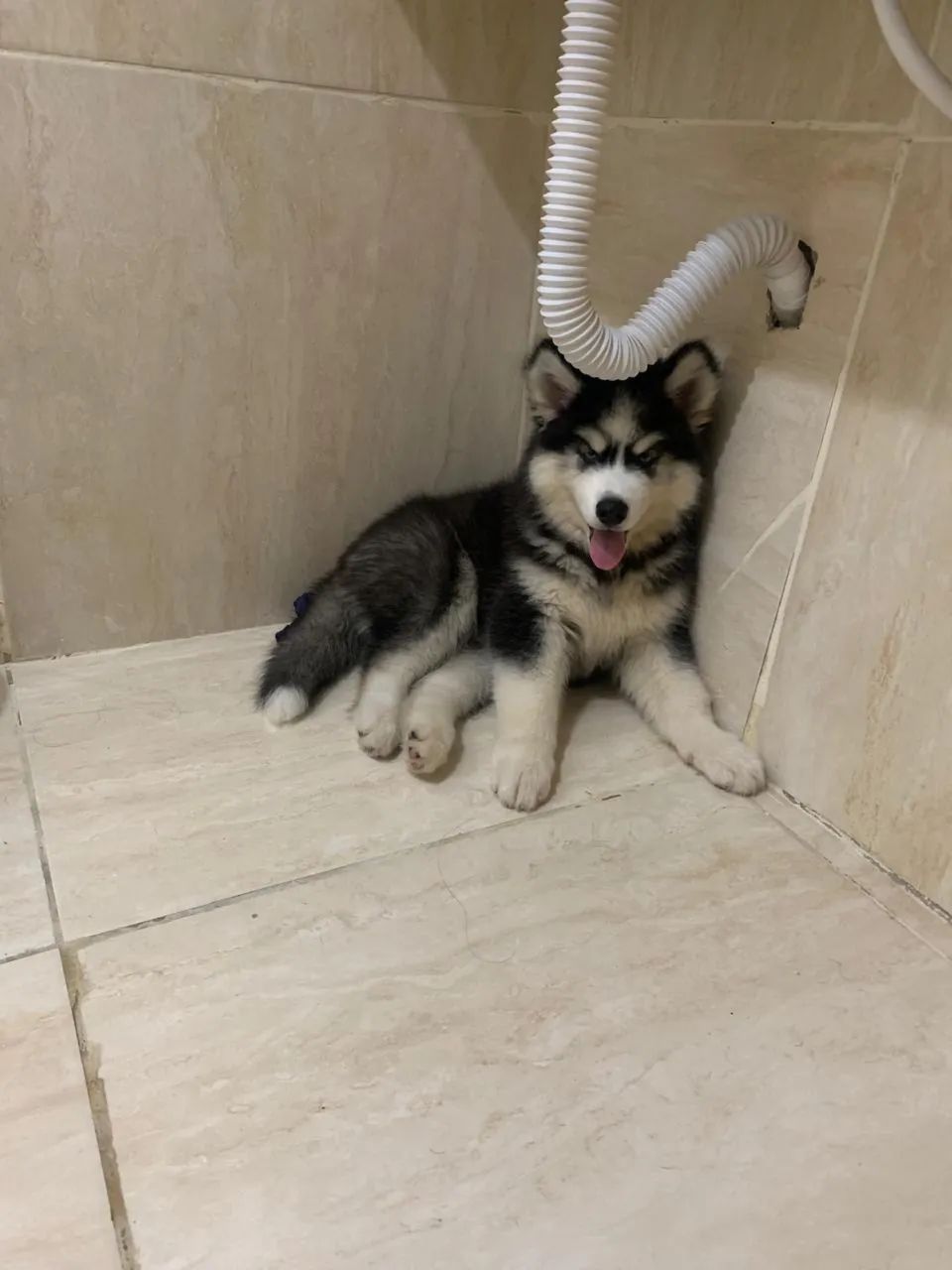 Husky siberiano  - Foto 3