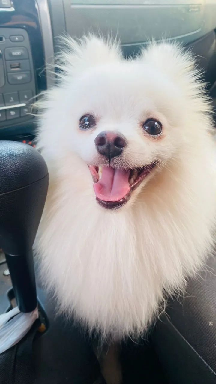 Spitz alemão macho  - Foto 2