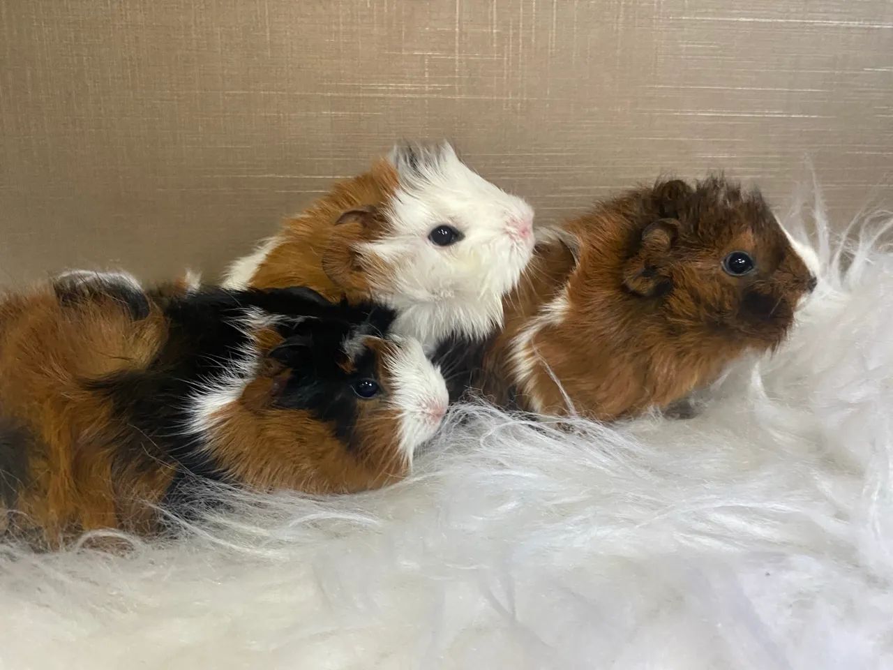 Porquinho da índia abissínio (pelo arrepiado) - Foto 4