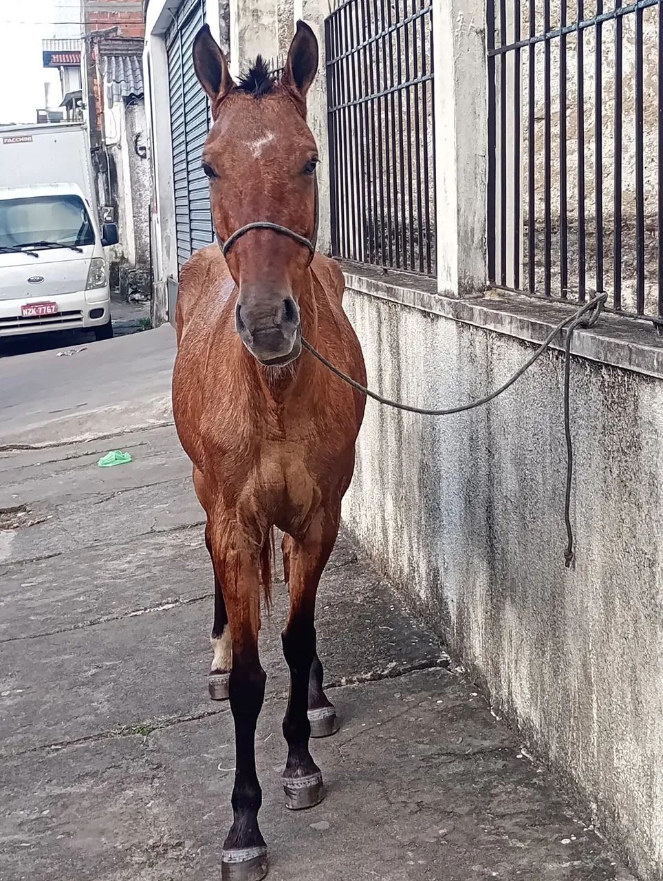 Égua castanha de picado pra venda ou negócio  - Foto 2
