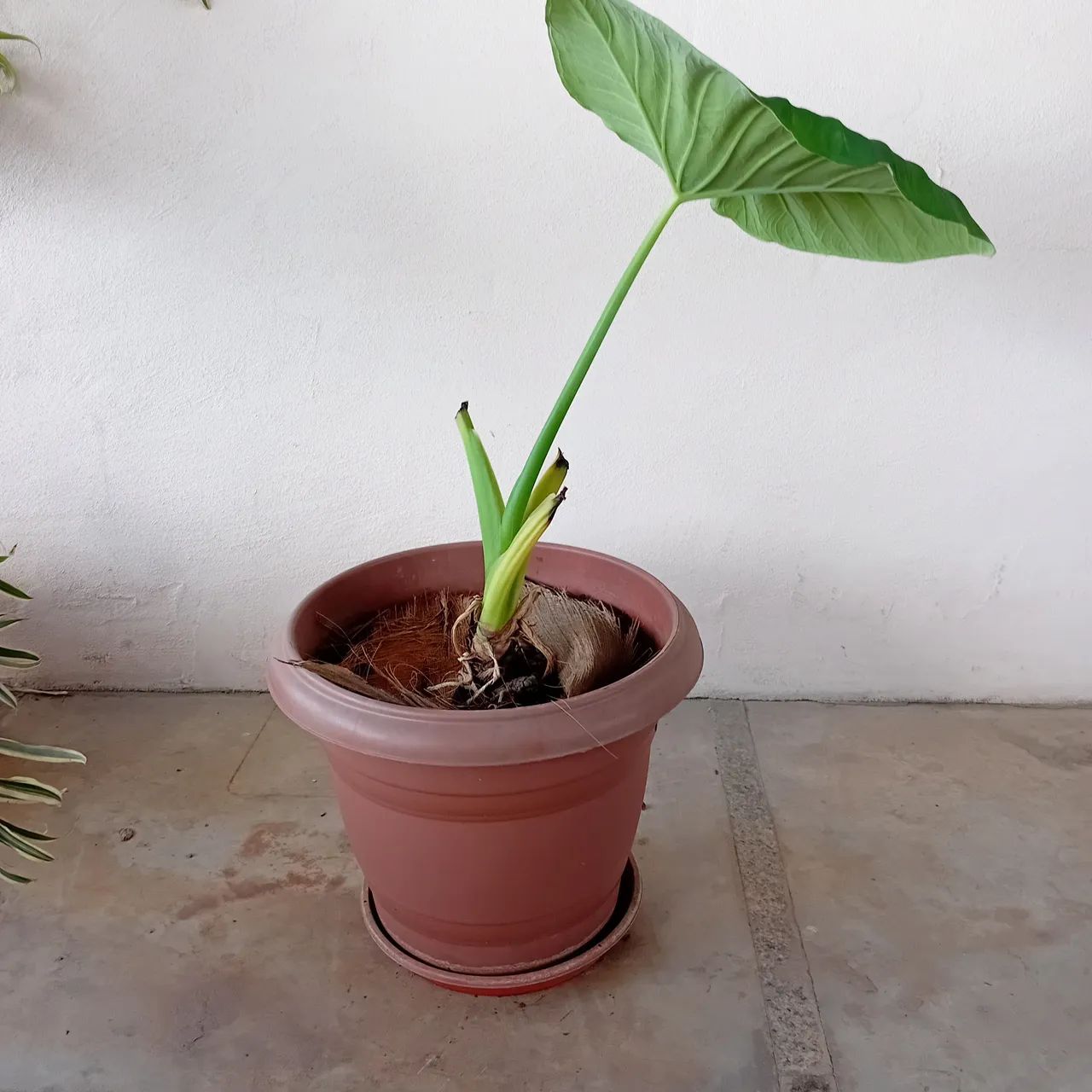 Vaso com taioaba - Foto 2