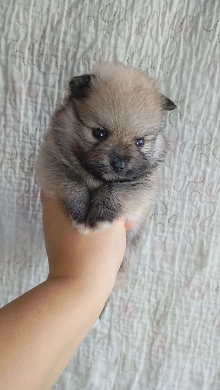 Spitz alemão fêmea disponível pronta entrega  - Foto 2