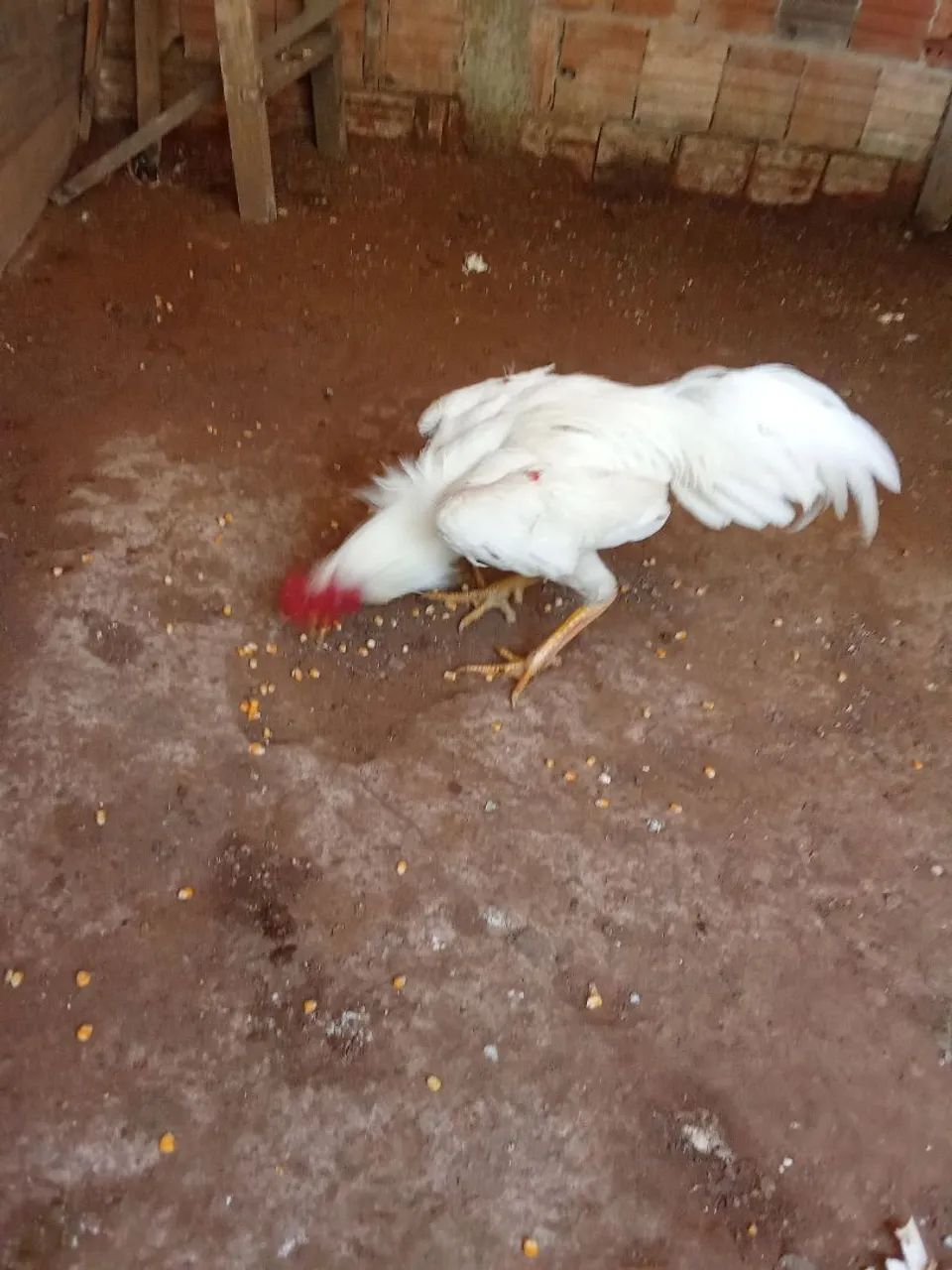 Vendo 