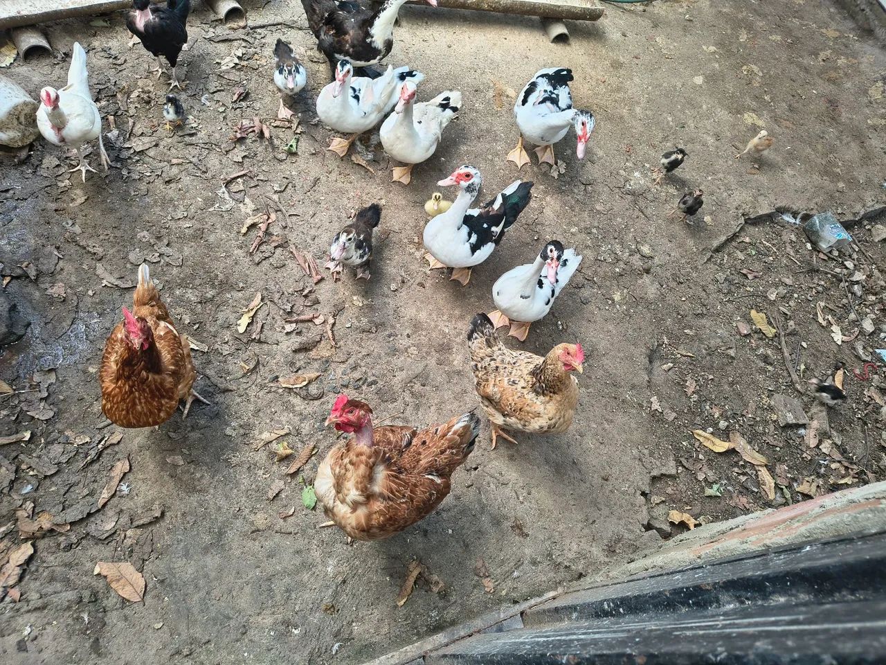 Galinhas e patos  - Foto 4