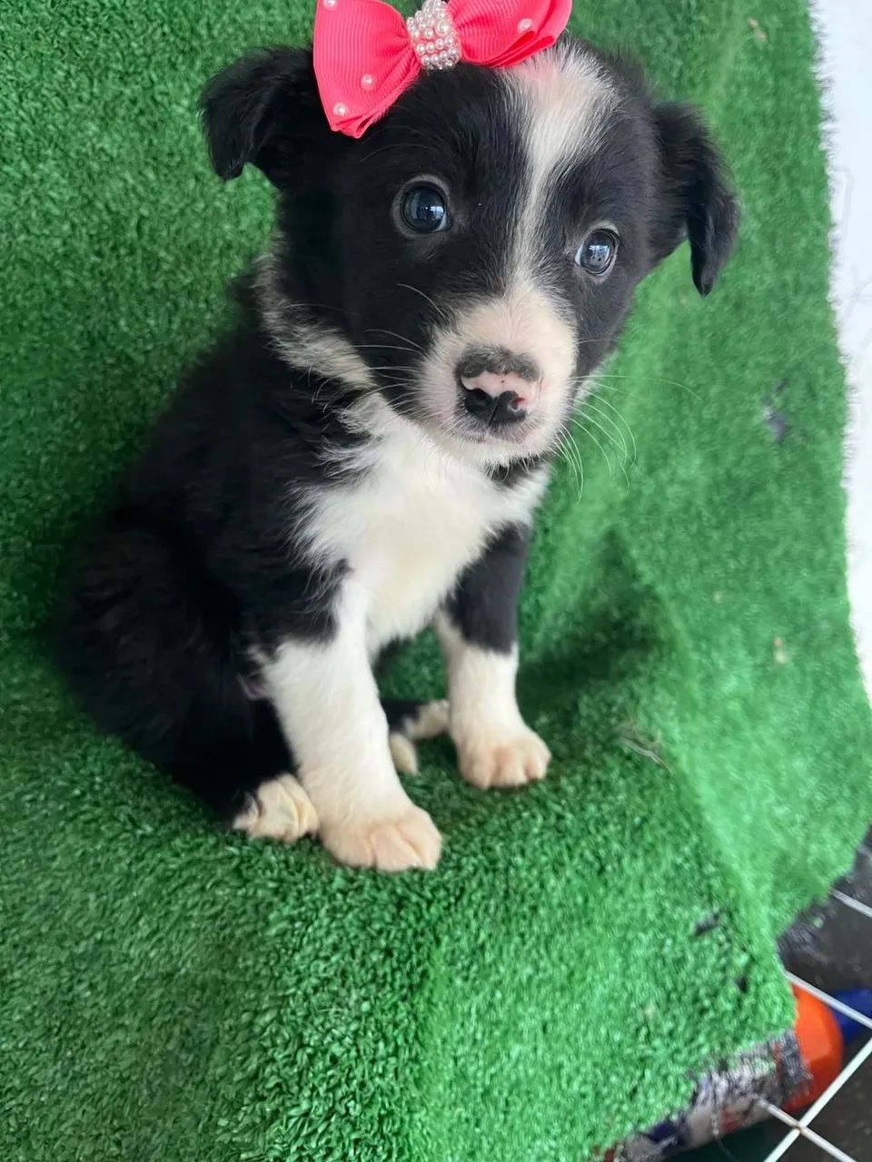 Border collie vendas  - Foto 4