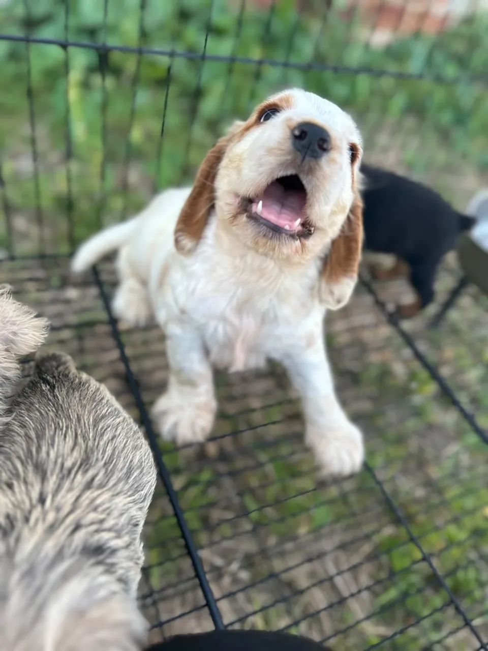 Cocker macho
