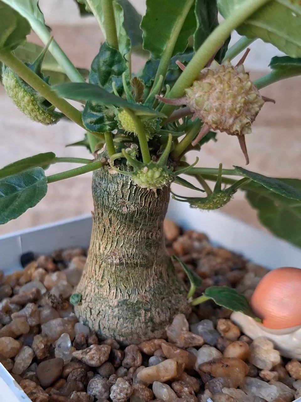 Dorstenia foetida  - Foto 3