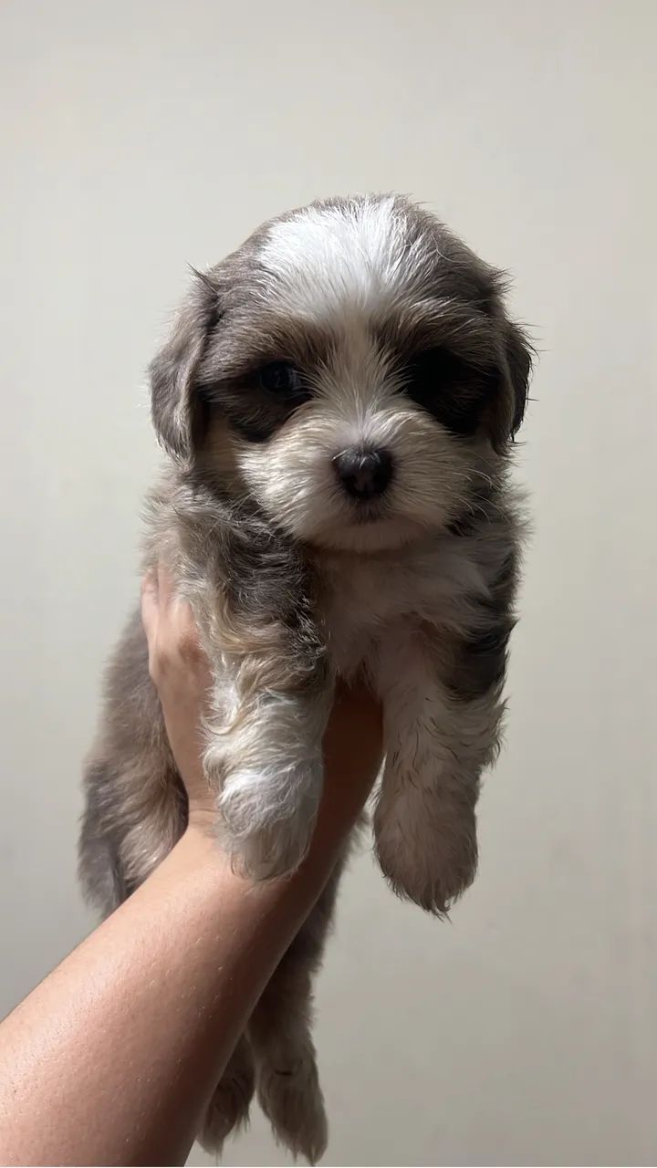 Lhasa apso - Foto 3