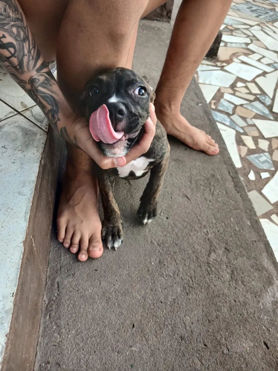 Filhote pitbull  - Foto 5