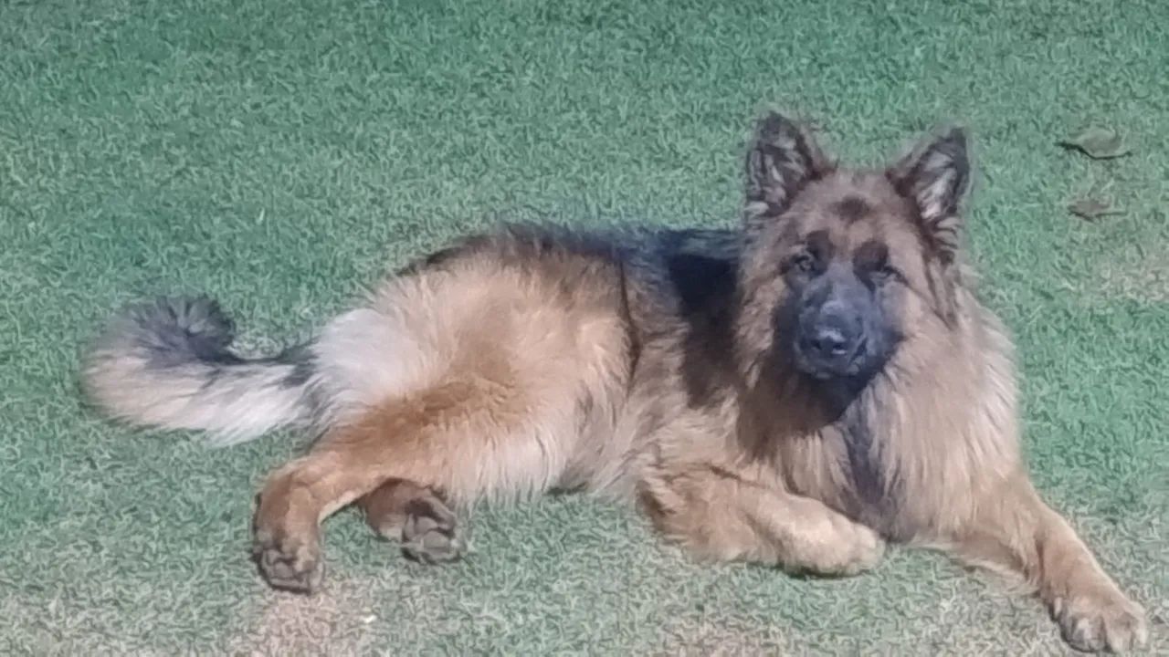 Cachorro  - Foto 2