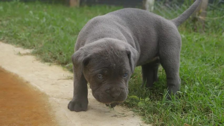 FILHOTE DE CANE CORSO  - Foto 3