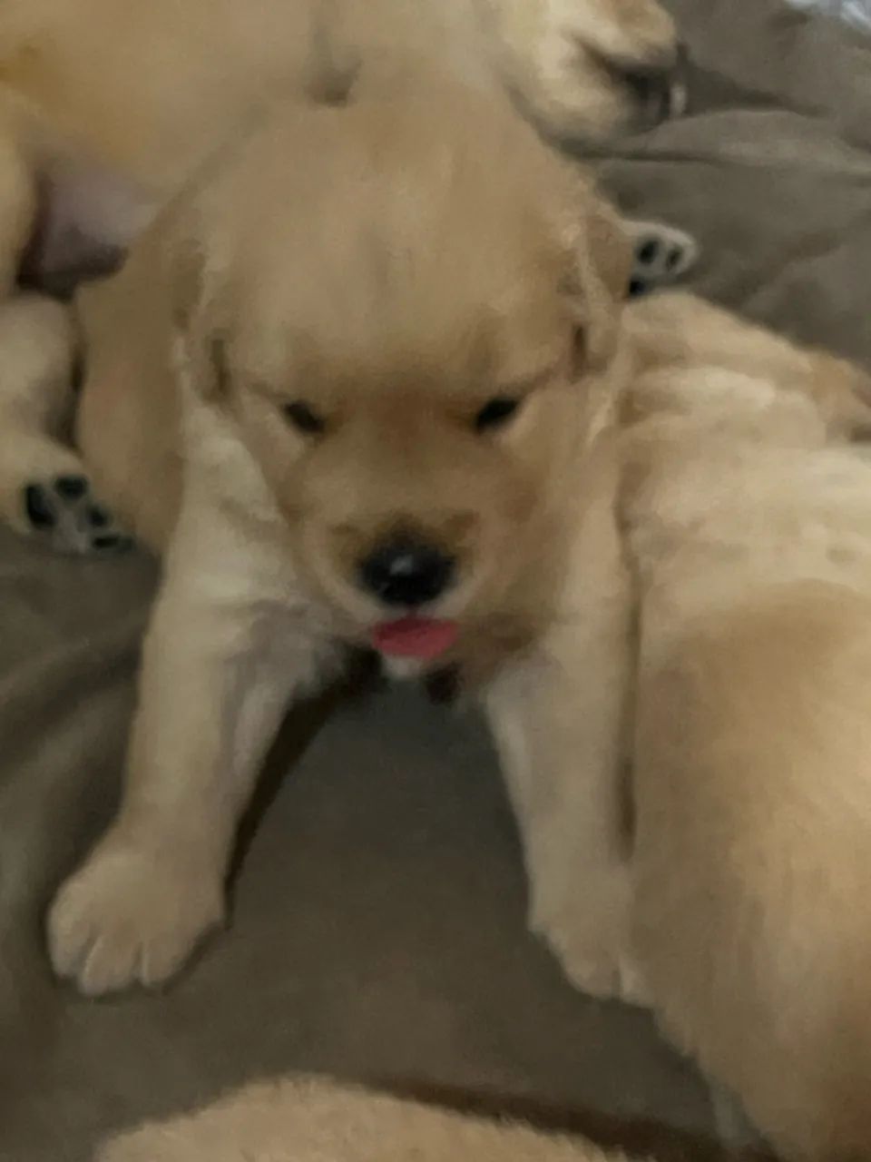 Golden Retriever - Foto 5