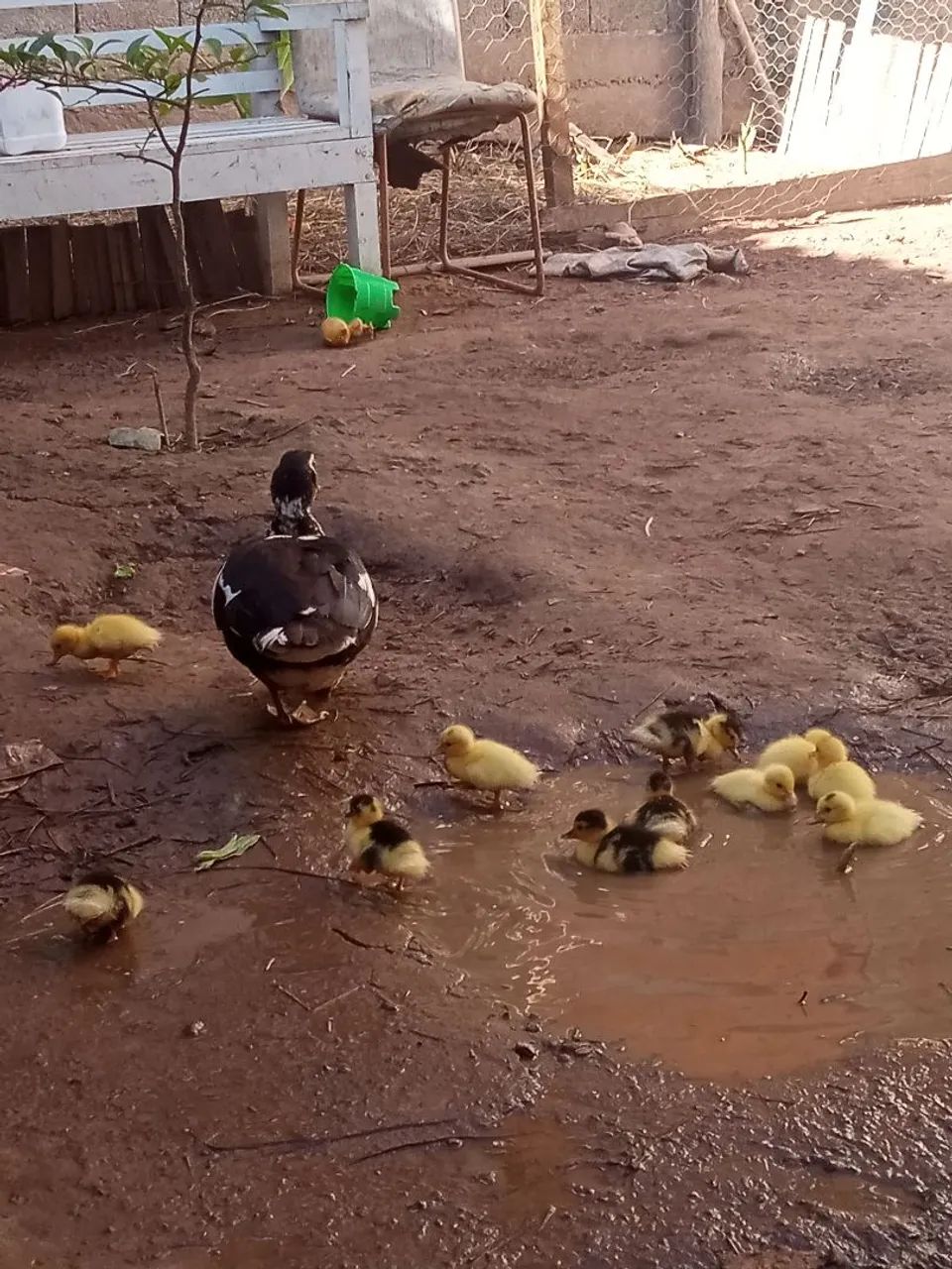 Patos e filhotes  - Foto 2