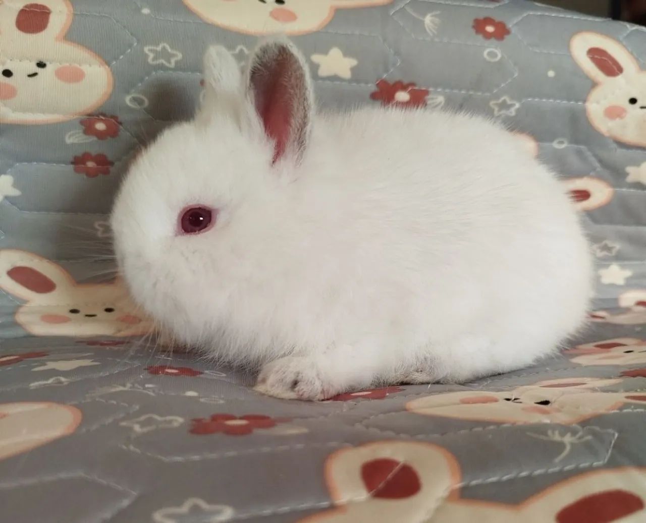 Filhote Coelho Mini - Foto 3