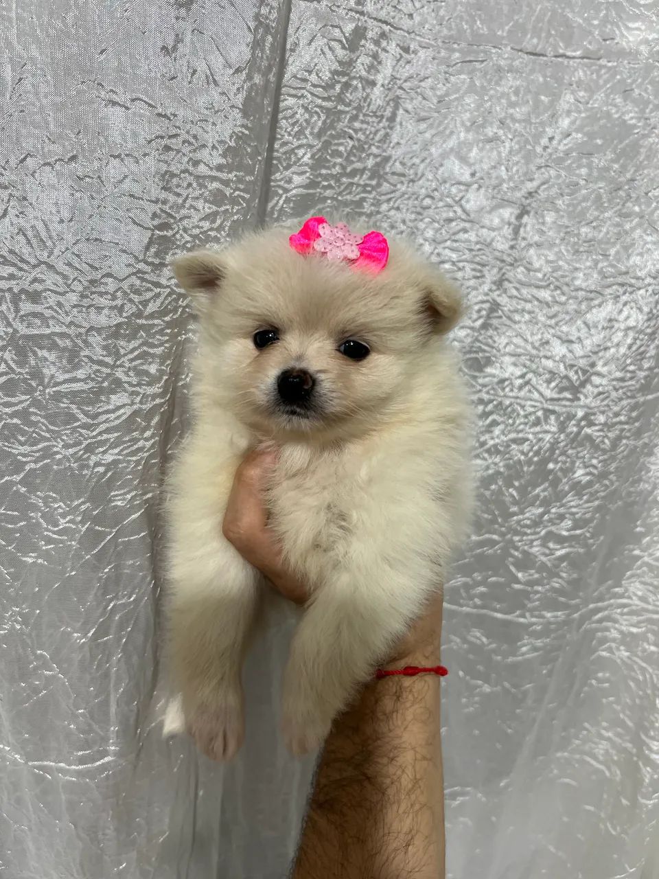 Spitz Alemão  - Foto 2