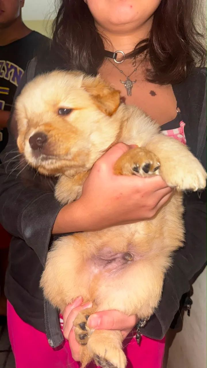 Golden douradinho  - Foto 2
