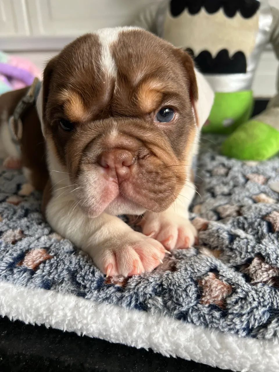 Bulldog inglês  - Foto 3