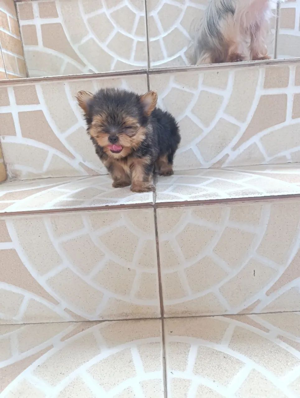 Filhote de cachorro yorkshire - Foto 4