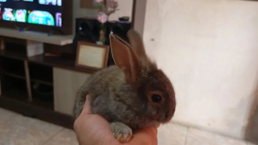 Filhote de Coelho de Raça  - Foto 2