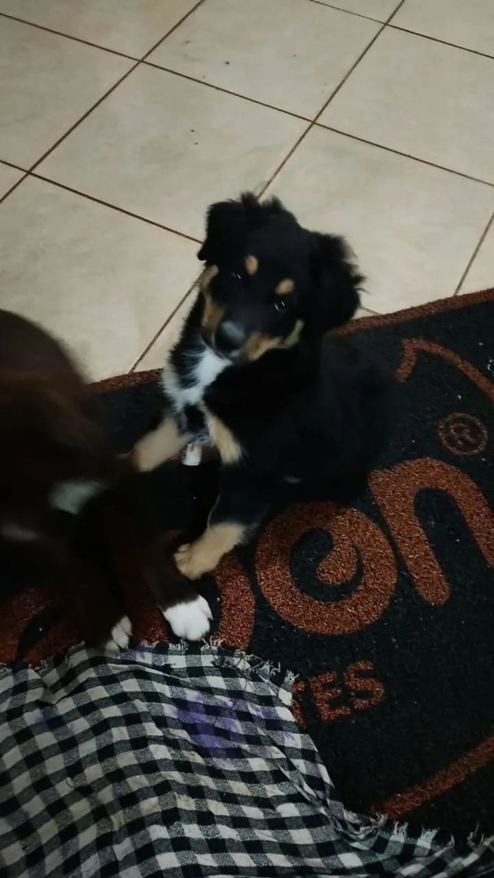 Doação de Boder collie 
