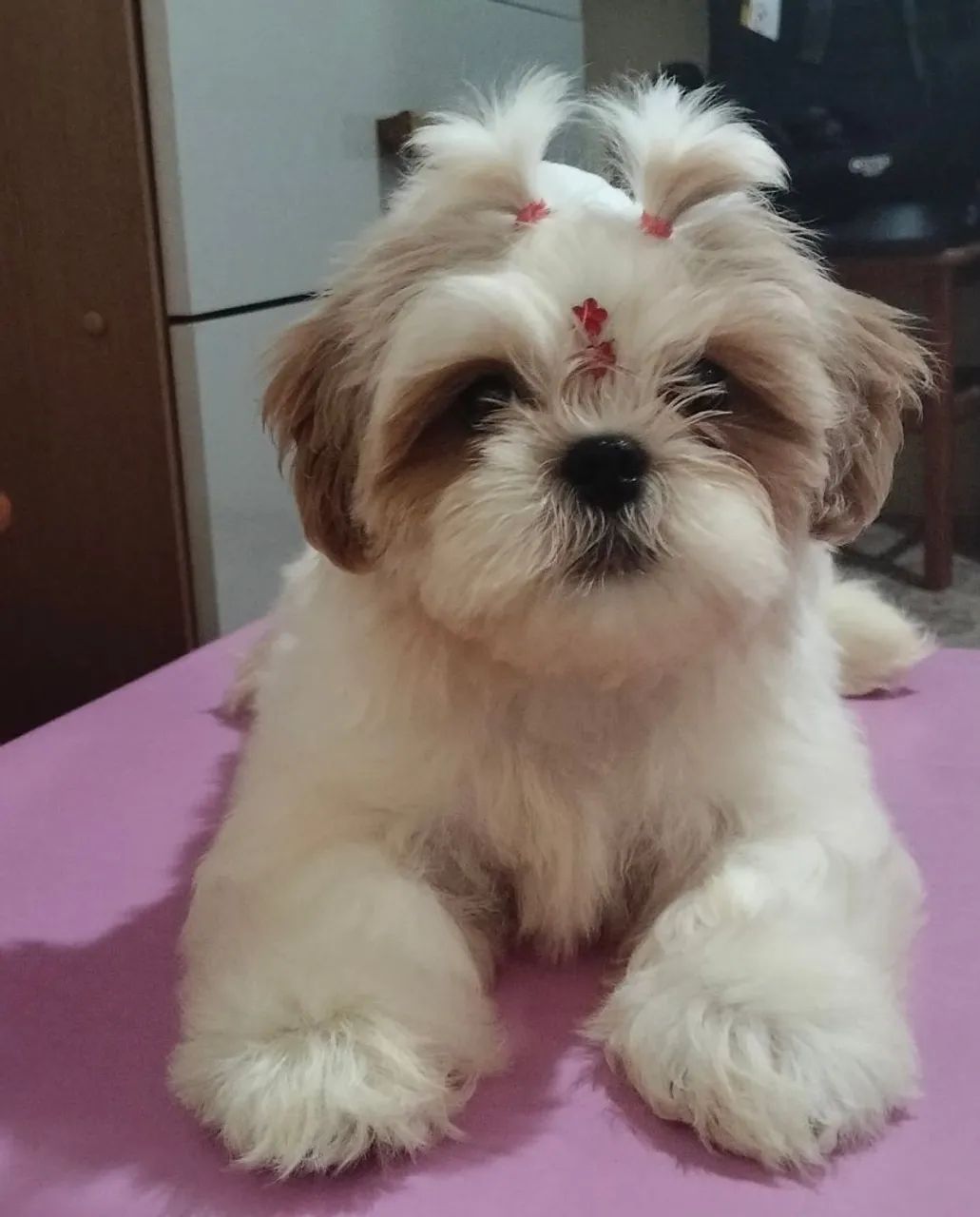 Shih tzu 