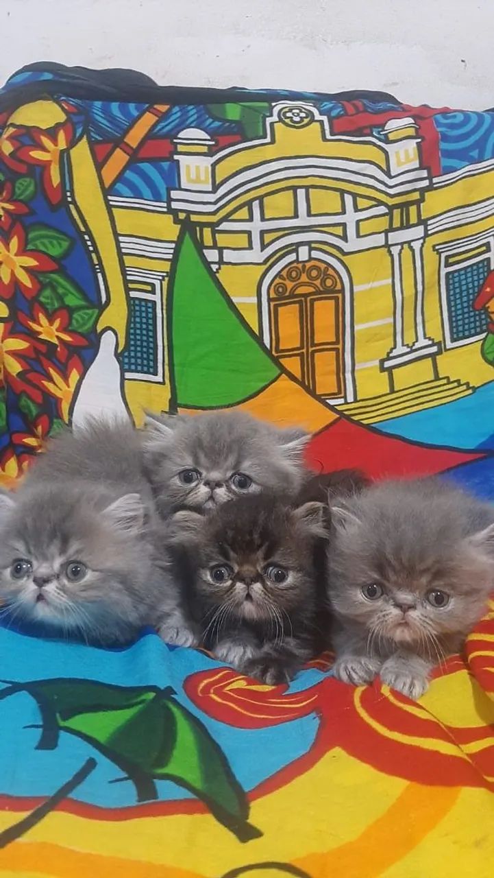 Gato Persa Filhotes Litoral 