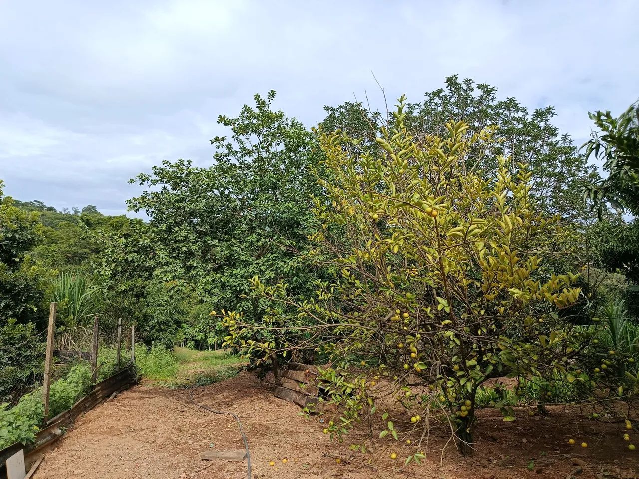 Chácara 3.000 M2, Casa, Rio Sozinha, Fazenda Bonsucesso, Formada, Senador Canedo - Foto 3