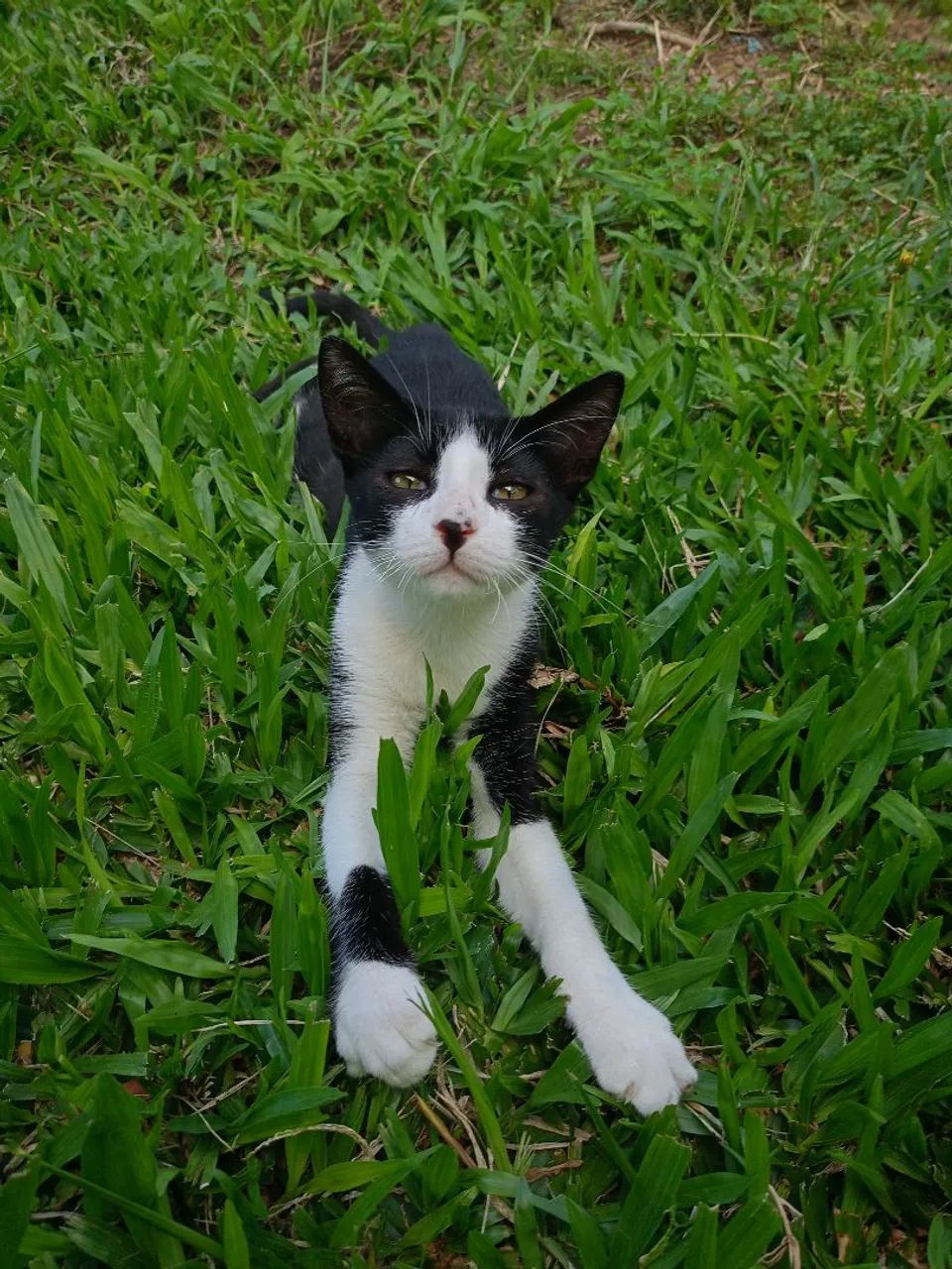 Gato para doação - Foto 3