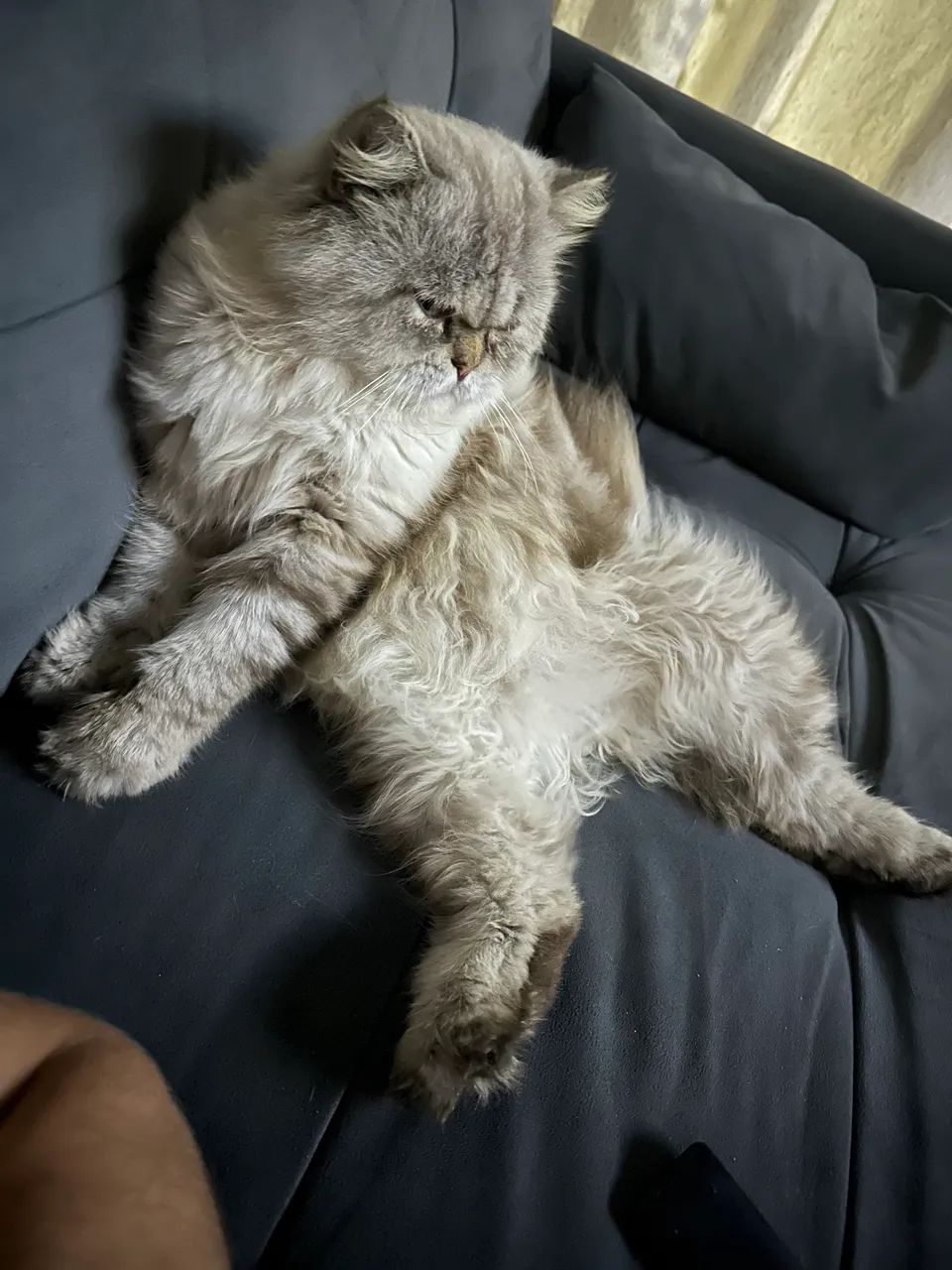 Vendo gato persa 2 anos 