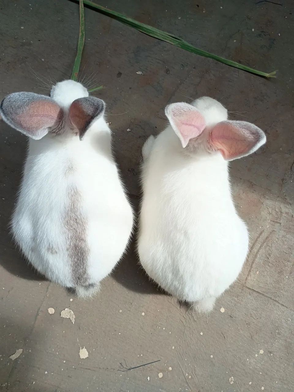 Adoção responsável! - Foto 4