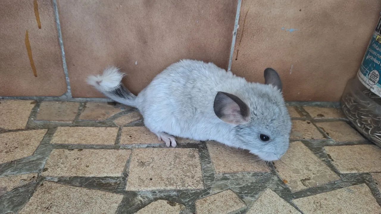 Chinchila  - Foto 4