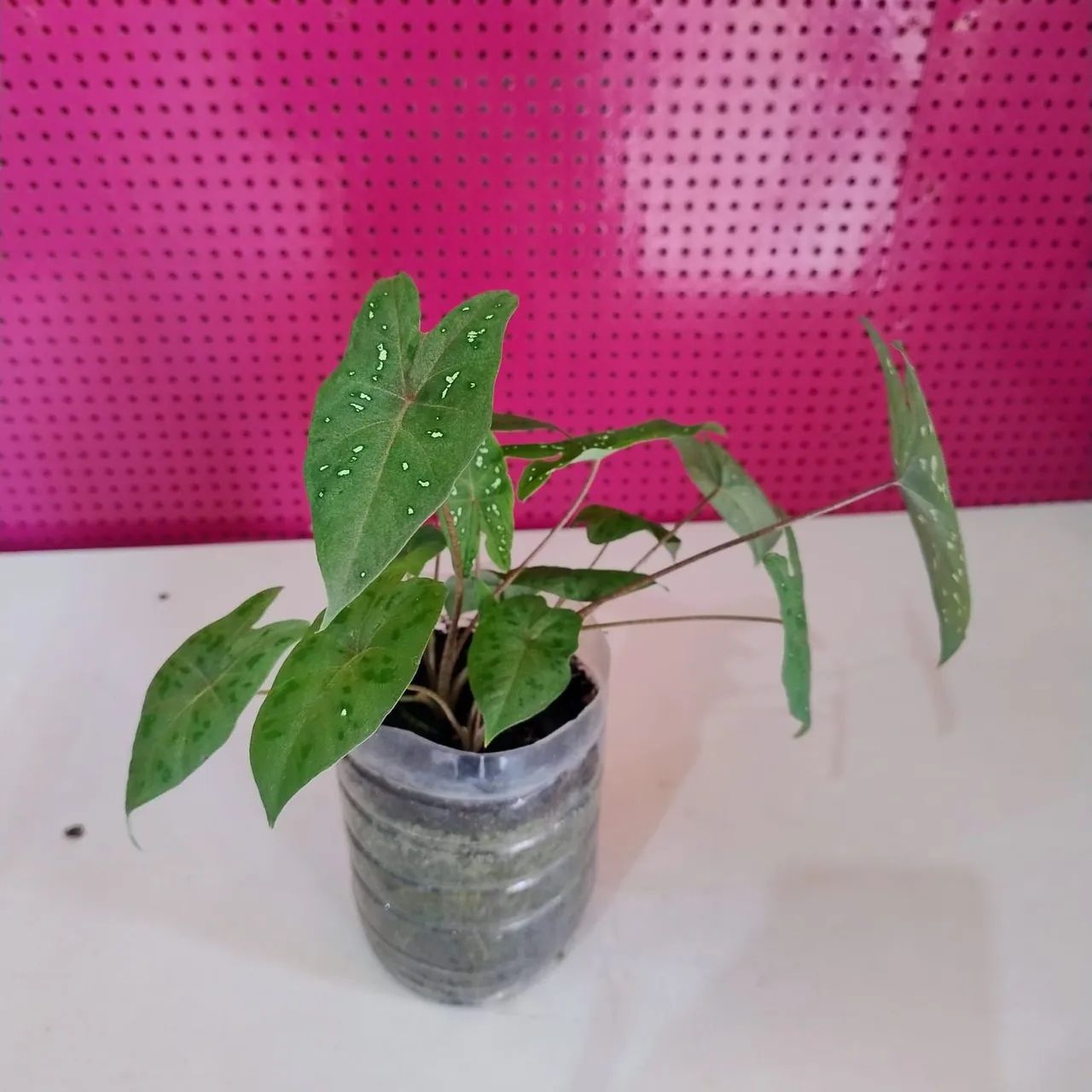 Mudinhas de plantas  - Foto 2