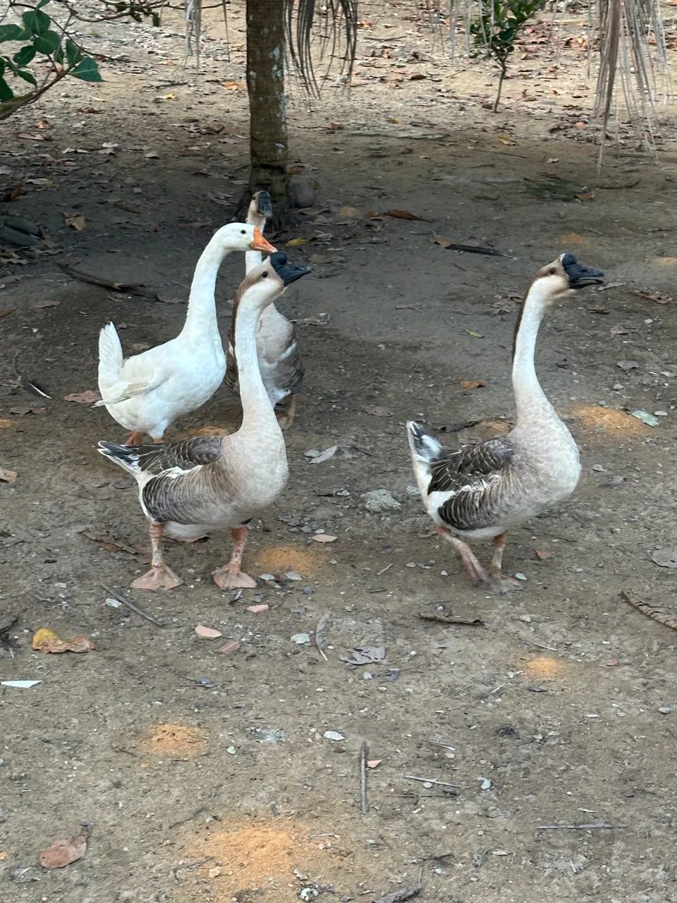 Gansos Machos adultos  - Foto 4
